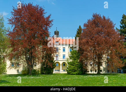 Allemagne, Bade-Wurtemberg, baignoire en cuivre, le lac de la forêt de hêtres dans le parc avec la crème de la clinique de Souabe, magenta book, Fagus sylvatica purpurea, et les suivants Banque D'Images