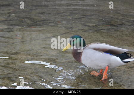 Un canard colvert (Drake) Comité permanent dans les bas-fonds d'un petit plan d'eau. Banque D'Images