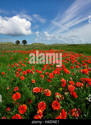 Un champ plein de coquelicots rouge vif en été, par un beau jour gai dans le Northumberland Banque D'Images