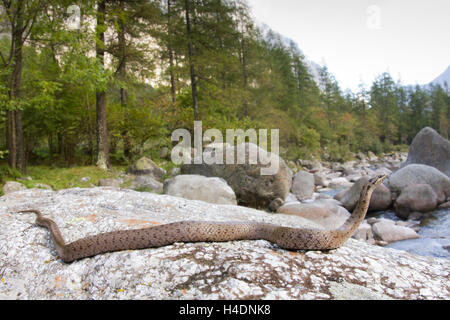 Couleuvre lisse (Coronella austriaca) le long d'une rivière alpine. Banque D'Images
