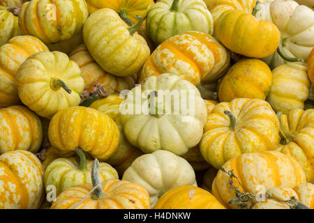 Les citrouilles miniatures sur un stand de citrouilles en Californie du Nord Banque D'Images