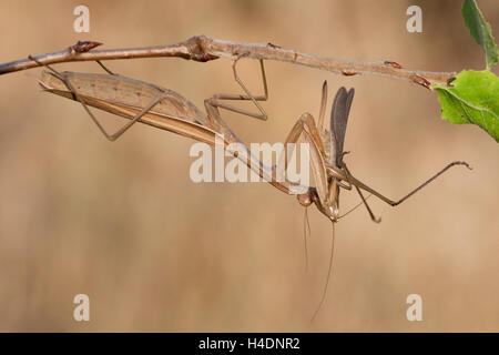 (Mantis religiosa mantis prédateurs) est de manger une grande sauterelle (Ruspolia nitidula conehead) Banque D'Images