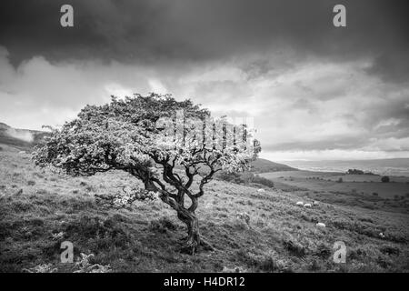 Twisted balayées par l'Aubépine arbre sous un ciel d'orage dans le Northumberland Rothbury ci-dessus sur le bord de la collines Simonside Banque D'Images