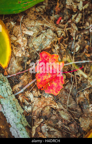 Automne feuilles rouges sur la mousse et le feuillage. Banque D'Images