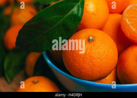 Beaucoup de mandarines fraîches dans un bol bleu close-up Banque D'Images