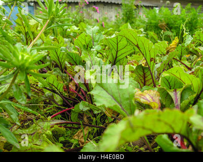 Lit de betterave dans le jardin dans le pays Banque D'Images