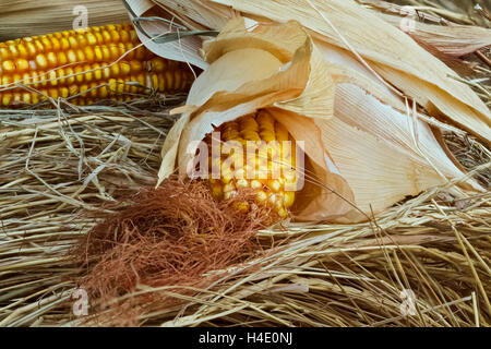 Épis de maïs jaune couché sur le foin Banque D'Images