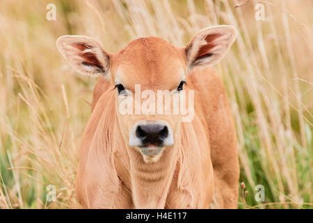 Veau curieux venant de l'herbe haute Banque D'Images