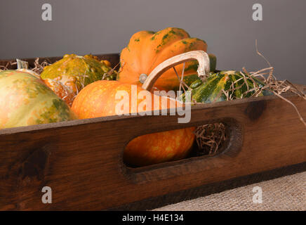 Divers L'automne les courges, citrouilles et courges décoratives dans une boîte en bois. Banque D'Images