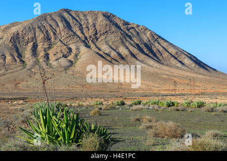Paysage de montagne et plante verte près de la ville de Tindaya, Fuerteventura, Îles Canaries, Espagne Banque D'Images