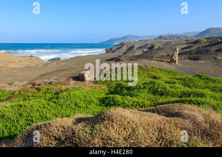 Plantes vertes sur la côte de la plage de La Pared à Fuerteventura, Îles Canaries, Espagne Banque D'Images