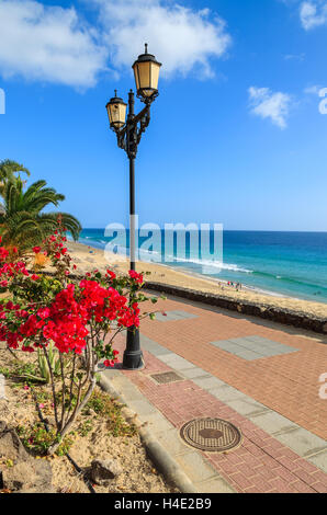 Des fleurs tropicales sur la promenade le long de la plage de Jandia Morro Jable avec vue sur l'océan, Fuerteventura, Îles Canaries, Espagne Banque D'Images