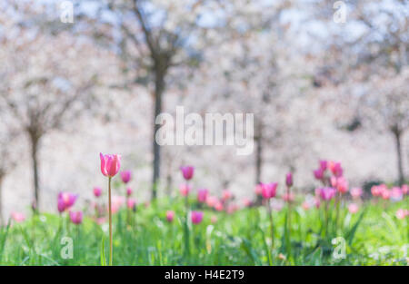 Tulipes rose vif blanc en vertu de cerisiers dans un verger au jardin d'Alnwick, Northumberland, à la fin du printemps Banque D'Images