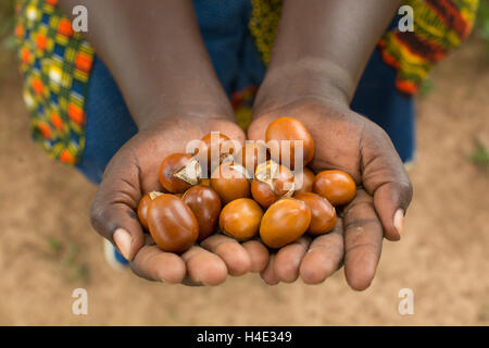 Les noix de karité sont utilisés pour la fabrication d'huile et de beurre de karité au Burkina Faso, Afrique de l'Ouest. Banque D'Images