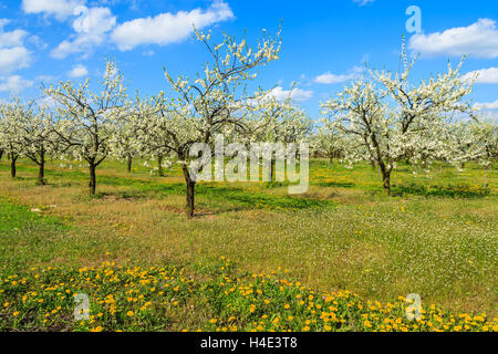 Prune et de pommiers en fleurs dans un verger près de Kotuszow village aux beaux jours du printemps, Pologne Banque D'Images