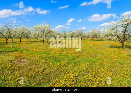 Prune et de pommiers en fleurs dans un verger près de Kotuszow village aux beaux jours du printemps, Pologne Banque D'Images