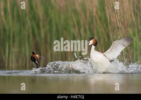 Grèbe huppé / Haubentaucher ( Podiceps cristatus ) dans les combats, lutte, le comportement territorial alors que la période de reproduction. Banque D'Images