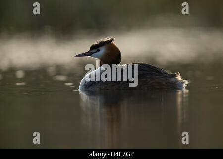 Grèbe huppé (Podiceps cristatus ), un adulte en robe de reproduction, la natation sur l'eau calme, rétro-éclairé tôt le matin. Banque D'Images