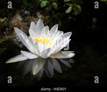 Closeup of a white water lilly s'épanouir dans un étang Banque D'Images