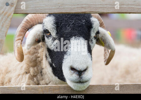 Moutons Swaledale montrant à Muker show Swaledale North Yorkshire England UK Banque D'Images