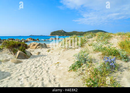 L'herbe verte sur dune de sable à la plage de Porto Giunco et clair comme de l'eau de mer turquoise, l'île de Sardaigne, Italie Banque D'Images