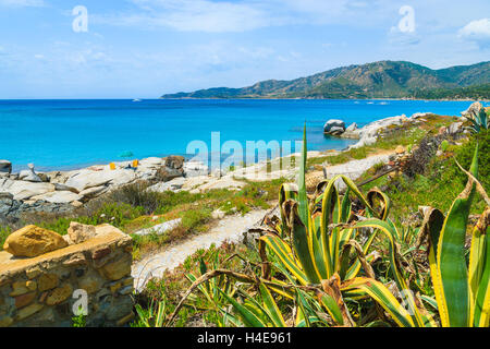 Agave sur côte de la Sardaigne île près de Spiaggia del Riso plage, Italie Banque D'Images