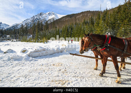 Deux chevaux se reposer après le transport des touristes en voitures à traîneau en hiver le lac Morskie Oko, Hautes Tatras, Pologne Banque D'Images