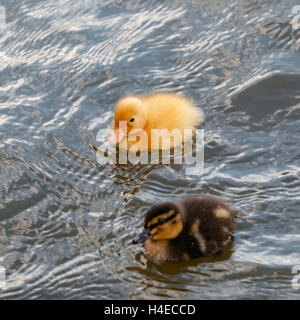 Deux canards bébé petit canard dans l'eau square Banque D'Images