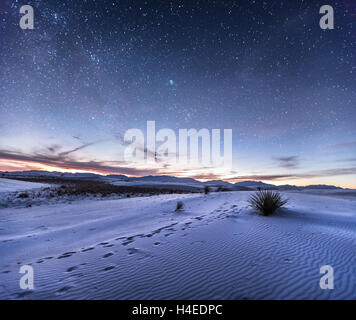 Vaste paysage désertique avec ciel de nuit et agave au Nouveau Mexique dans des tons violet froid Banque D'Images