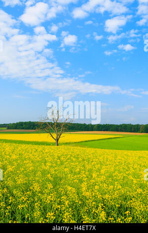 Lonely tree sur le champ de fleurs de colza jaune et bleu ciel, Burgenland, Autriche du sud Banque D'Images