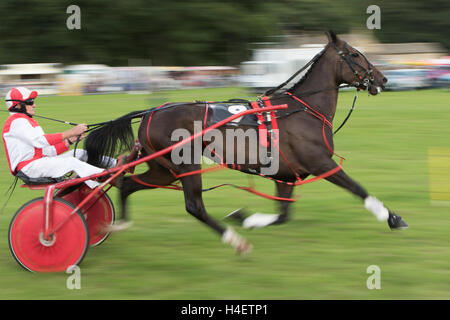 Stanhope, Co Durham - 10 septembre 2016 : la course sous harnais à la montrer Stanhope Banque D'Images