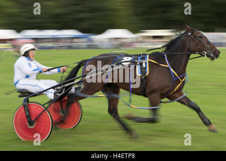 Stanhope, Co Durham - 10 septembre 2016 : la course sous harnais à la montrer Stanhope Banque D'Images