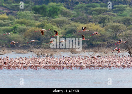 Les flamants (Phoenicopteridae), lac Bogoria, Kenya, Afrique de l'Est Banque D'Images