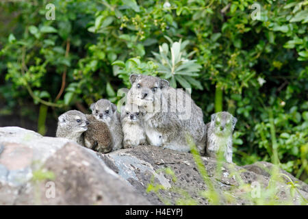 (Procavia capensis Cape hyrax), barrage assis avec oursons sur rock, Masai Mara, Kenya, comté de Narok Banque D'Images