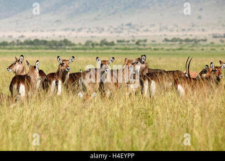 (Kobus ellipsiprymnus defassa Waterbucks), troupeau dans les hautes herbes, Mara Triangle, Masai Mara, Kenya, comté de Narok Banque D'Images