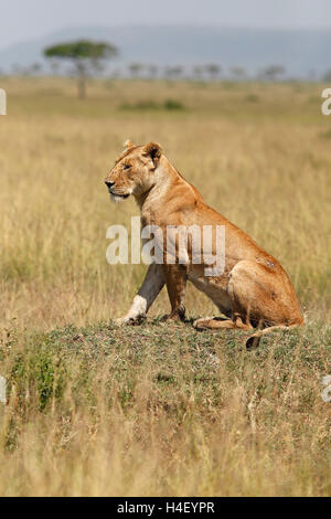 Lioness (Panthera leo) assis sur une petite colline, lookout, Mara Triangle, Masai Mara, Kenya, comté de Narok Banque D'Images