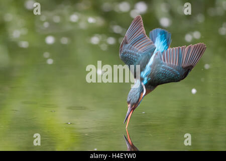 Kingfisher (Alcedo atthis) pêche, près de l'eau, Hesse, Allemagne Banque D'Images