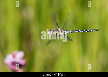 Hawker Migrants (Aeshna mixta), en vol, Hesse, Allemagne Banque D'Images