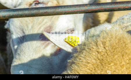 Corby Glen juste des moutons, Grantham, Lincolnshire - Un mouton, montrant son étiquette d'identification de l'oreille, dans un enclos en attente d'être vendus Banque D'Images