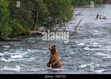 Ours brun debout dans la rivière, Brooks River, Katmai National Park, Alaska Banque D'Images