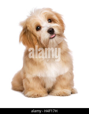 Belle séance havanese puppy dog rougeâtre est à la recherche vers le haut Banque D'Images