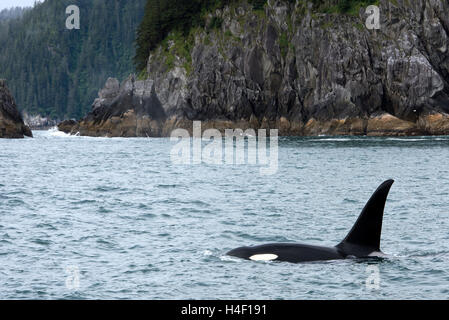 Épaulard ou Orque, Kenai fjords, Seward, Alaska Banque D'Images