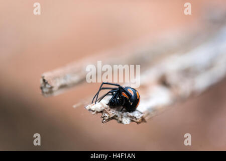 La veuve noire, de la Méditerranée (Latrodectus tredecimguttatus), Capocaccia, Sardaigne, Italie Banque D'Images