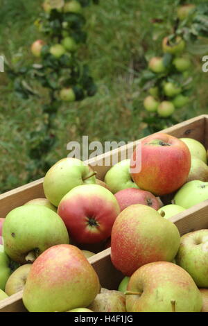 Variété du patrimoine fraîchement récolté les pommes (Malus domestica) dans un verger anglais automne Banque D'Images