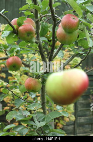 Une pomme tombe d'un arbre dans un jardin anglais, Sir Isaac illustrant la loi de gravitation universelle de Newton. Banque D'Images