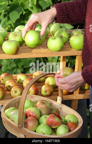 Les pommes fraîchement récoltés sont triés selon la variété et stockés dans des couches simples sur un rack de fortune, UK Banque D'Images