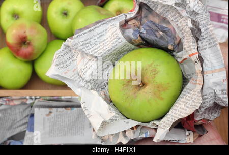 Frais, pommes Bramley sans tache (Malus domestica Bramley's Seedling) sont emballés individuellement dans du papier journal aux fins d'entreposage Banque D'Images