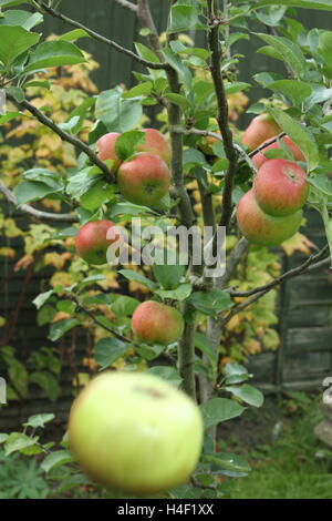 Une pomme tombe d'un arbre dans un jardin anglais, Sir Isaac illustrant la loi de gravitation universelle de Newton. Banque D'Images