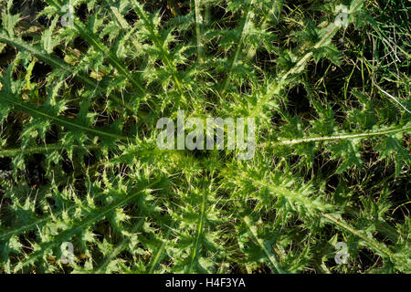 Rosette de feuilles d'un chardon Cirsium vulgare, lance Banque D'Images