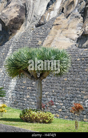 Vue d'un dracaena devant un mur Banque D'Images